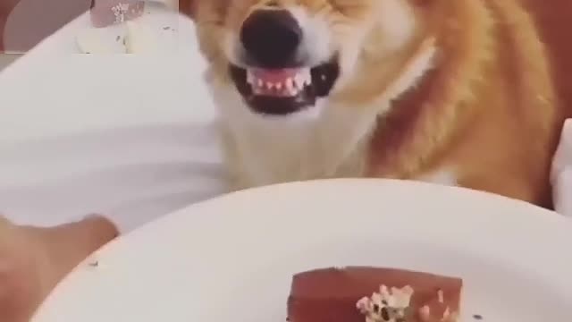 Show fierce teeth