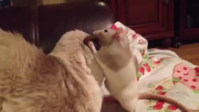 Cute Rat cleaning a Cat's Ears!