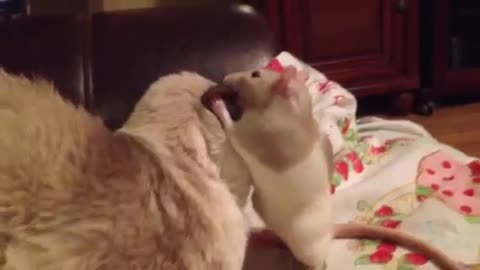 Cute Rat cleaning a Cat's Ears!