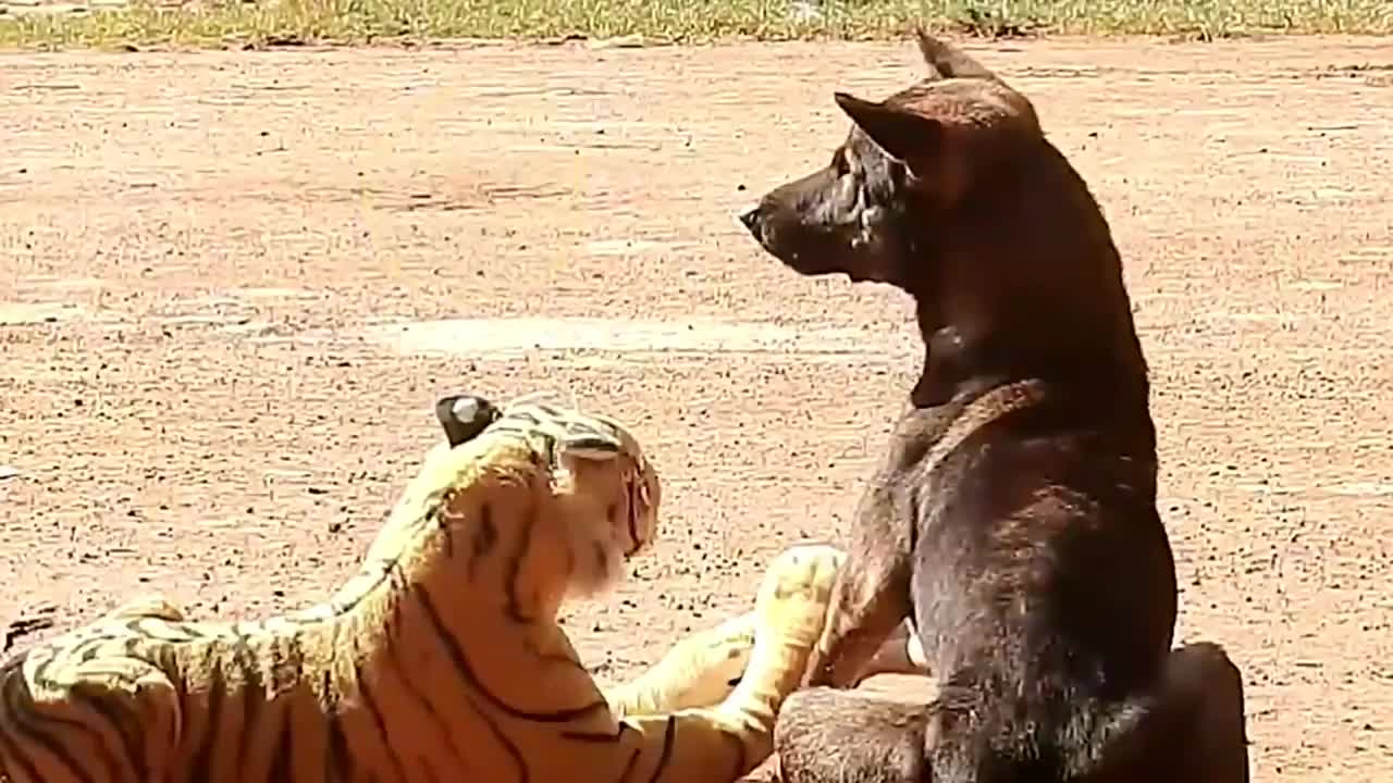 Dog Funny & fake Lion and Fake Tiger Prank To dog ,Huge Box Prank to dog
