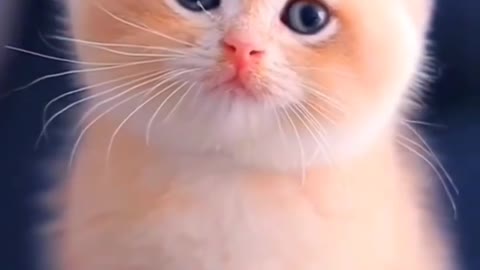 🐱Pet beauty ✨😍