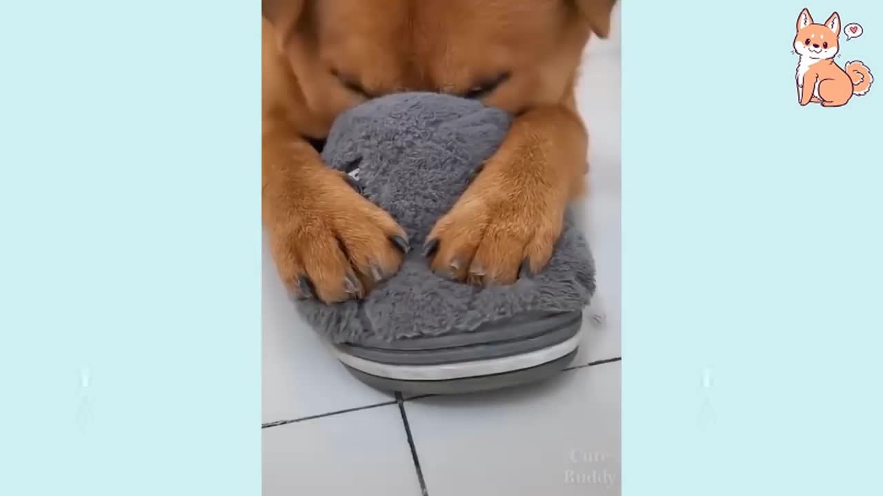 Cute Puppies Cute Funny and Smart Dogs Compilation #8 love you dogs