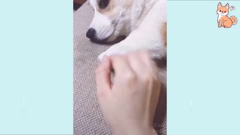 Cute Puppies Cute Funny and Smart Dogs Compilation #12 | Cute Buddy