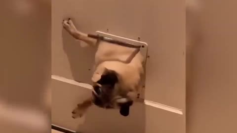 Smart and soft dog