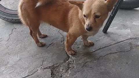 neighbor friend