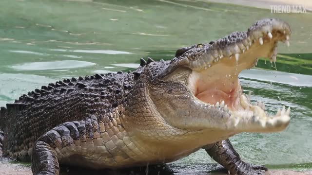 THE MOST DANGEROUS ANIMALS In The World