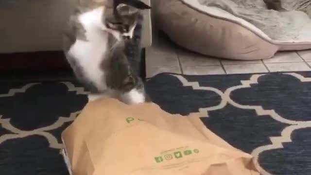 Best Funny Animal Videos 2022 😺 - Funniest Cats And Dogs Videos 😍😇 #funnyanimals #cutecats