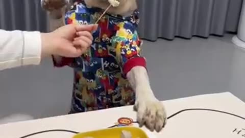 #funny animals