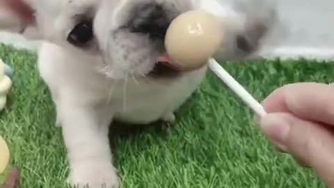 Dog That Will Make Your Day EP # 44 #shorts #AdorableDog