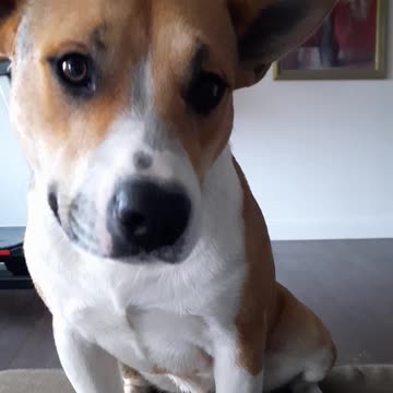 Claire Bear and Tucker Carlson Mouth Play