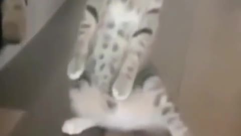 Funny Cat Fight Video