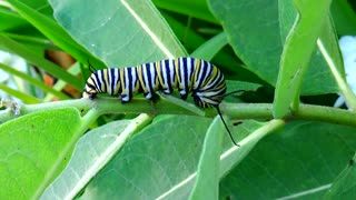 Monarch Butterfly Caterpillar