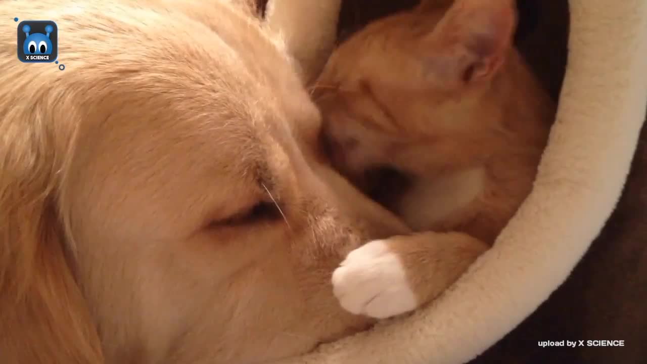 Cat and dog 😂💕👌#30