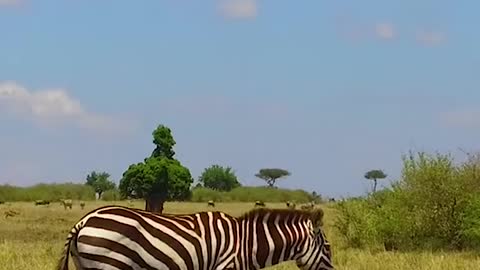 Wild animal