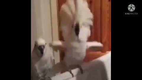 The parrot is dancing. It can't be stopped.