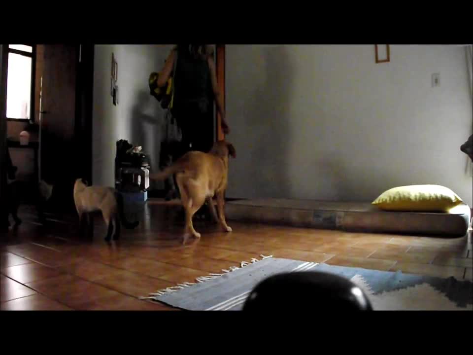 clever cat that opens the door