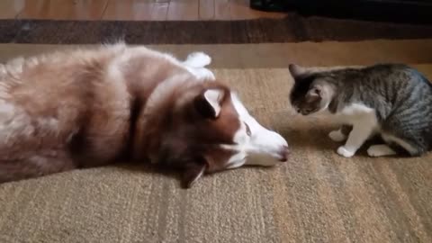 Funny dog and cat g