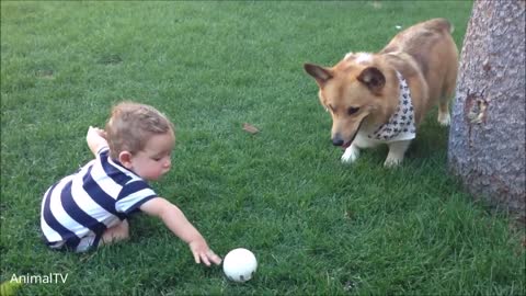 Corgi Are The Best -