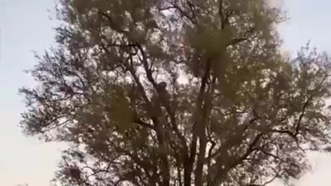 Tiger VS Monkey