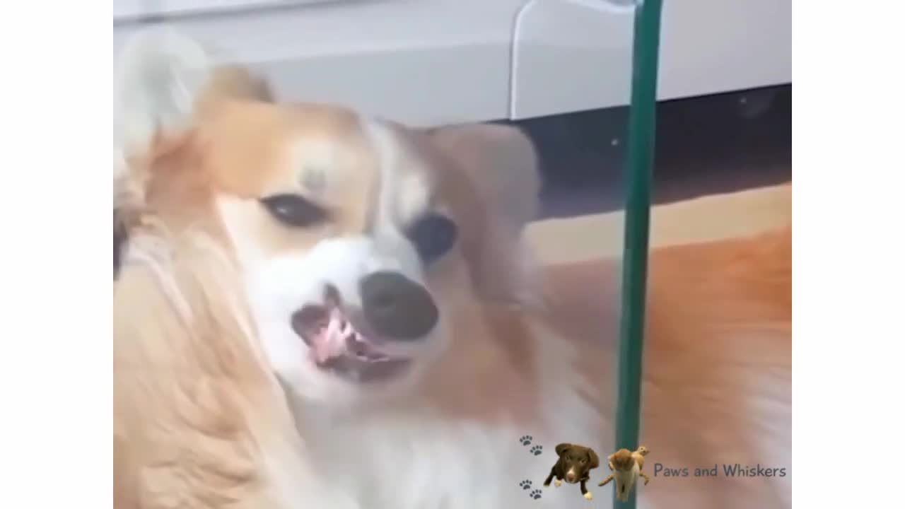 Funny Pets Compilation