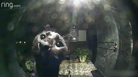 "Zero Superstition! Local Cat Pops in to Greet Through Ring Video Doorbell"
