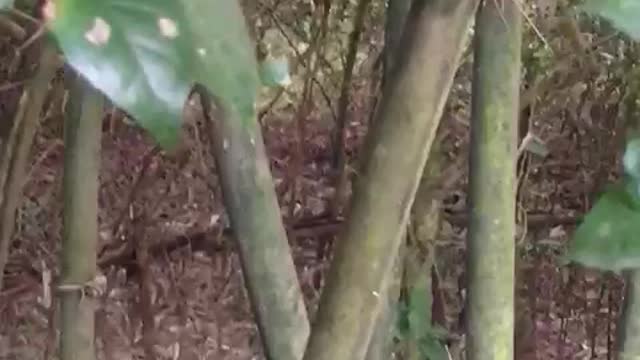 Snake 🐍 on the tree
