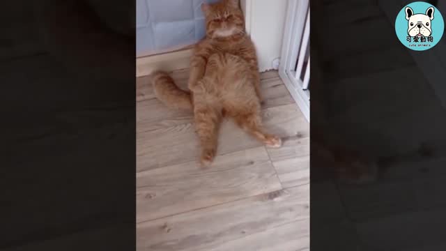 These animals are really funny #2