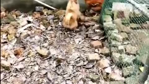 Chicken VS Dog Fight - Funny Dog Fight Videos
