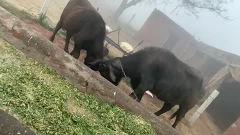 Animal funny fight