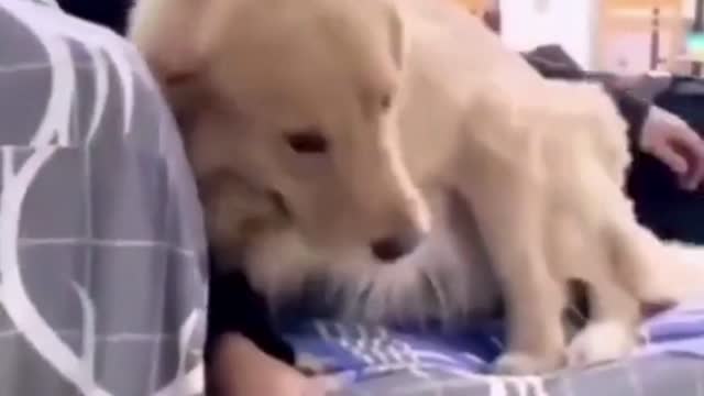 jealous dogs