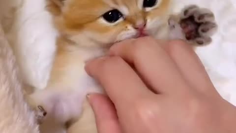 #short cute cat