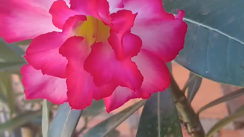 Desert Rose