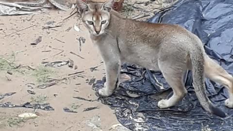 Hunting cat