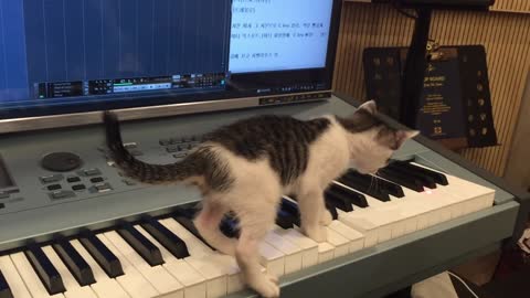 Cat composing horror song.