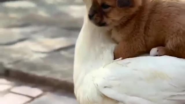 Friendship forever