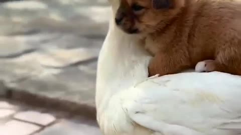 Friendship forever