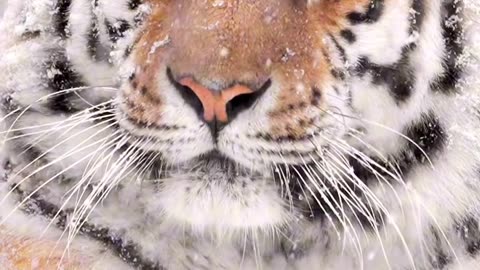Tiger and beautiful snow
