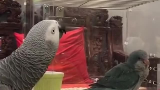 beautiful parrot bird
