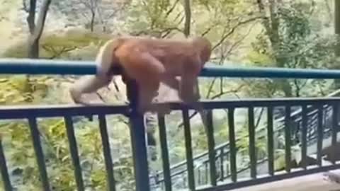 Monkey Swing Funny Video