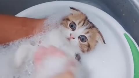 Fanny video cat
