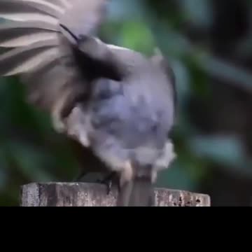 the best seduction choreography in mode ((funny birds))