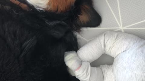 Bernese mountain dog massage from baby brother