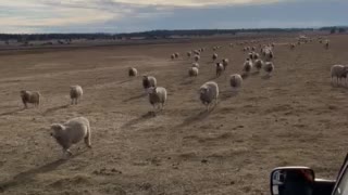 Feeding Sheep