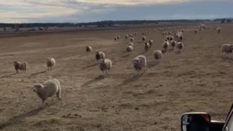 Feeding Sheep