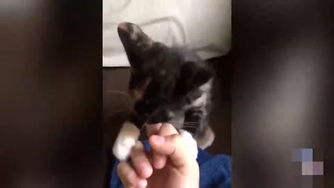 Cat and dogs vs middle finger