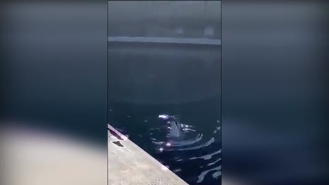 Dolphin playing with a seagull