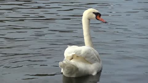white swan is swimming on the water