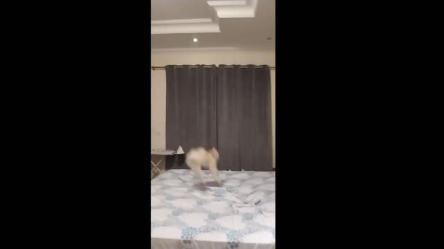 fluffly cat jump