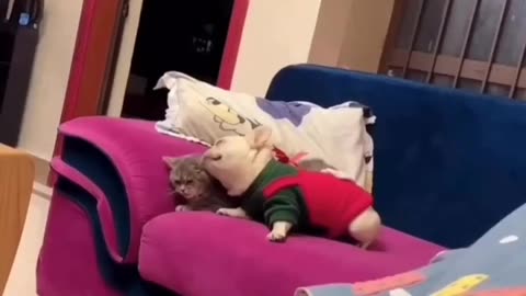 Attension Seeker