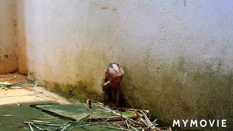 Let's look at baby ava monkey channel